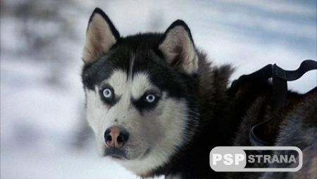  Snow Dogs(DVDRip)[2002]